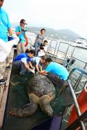 《海底漫遊》有不少珍貴片段，包括首次在電視上曝光的綠海龜「香港二號」