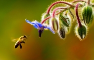 第七季度季軍作品 － 「春回大地」之「大地回春，蜜蜂們又開始新一年的辛勞。」